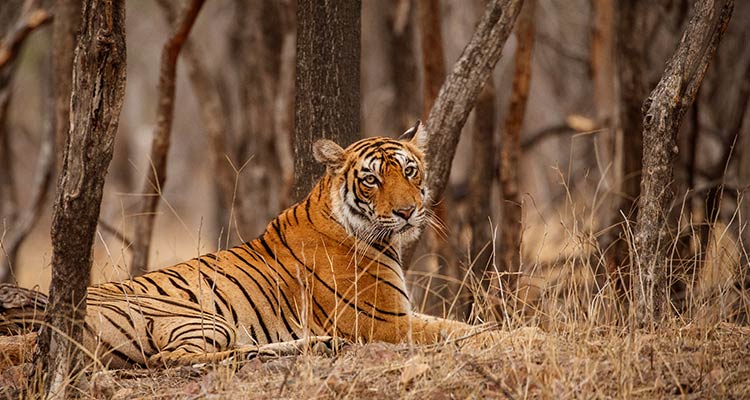 Circuit des Tigres Indiens